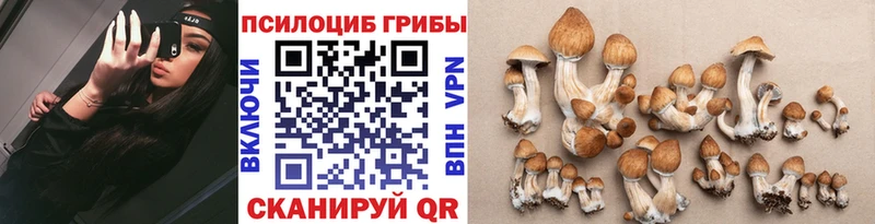 цена наркотик  Нолинск  Псилоцибиновые грибы Psilocybine cubensis 